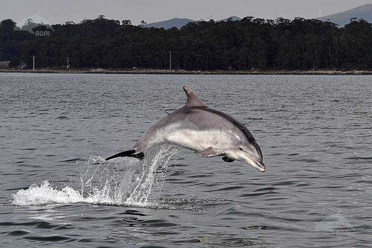 Arroaz en augas galegas 