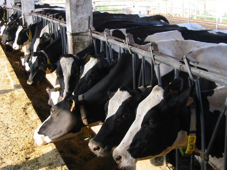 Vacas. Foto de arquivo / Galicia Confidencial