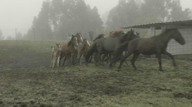 Solta de cabalos galegos de monte en Fornelos de Montes 