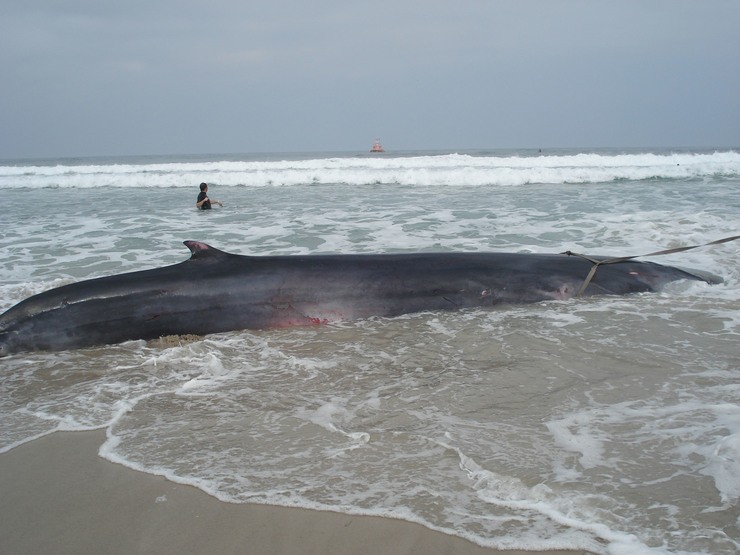 Varamento de balea común (Balaenoptera physalus) na praia de O Couto, Barreiros, Lugo, setembro de 2011 / CEMMA.