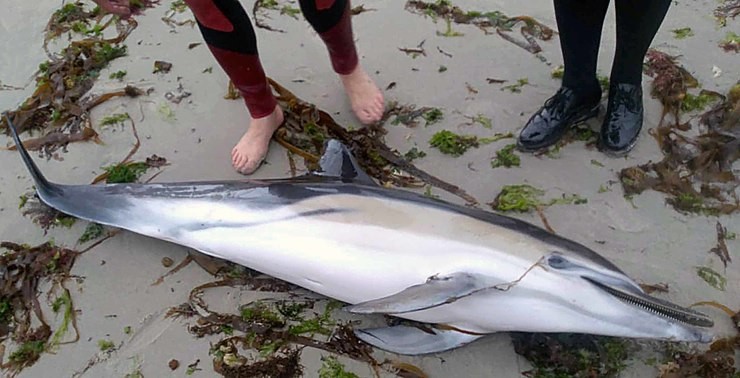 Golfiño común varado e morto en Corrubedo 