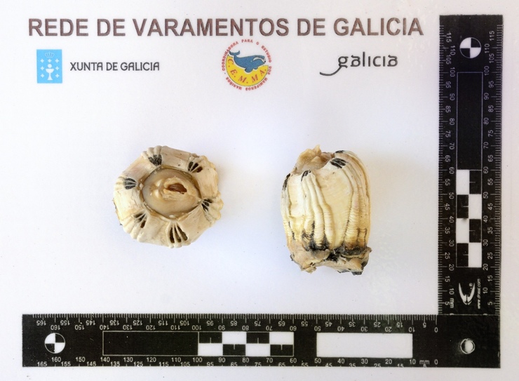 Exemplares de Coronula diadema recollidos da xibarte de Burela 