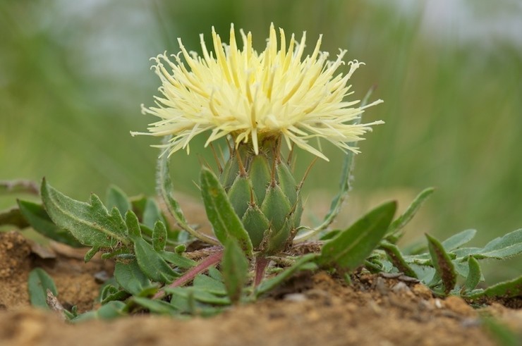A Centaurea ultreiae só se atopa na Costa da Morte e está en perigo de extinción 