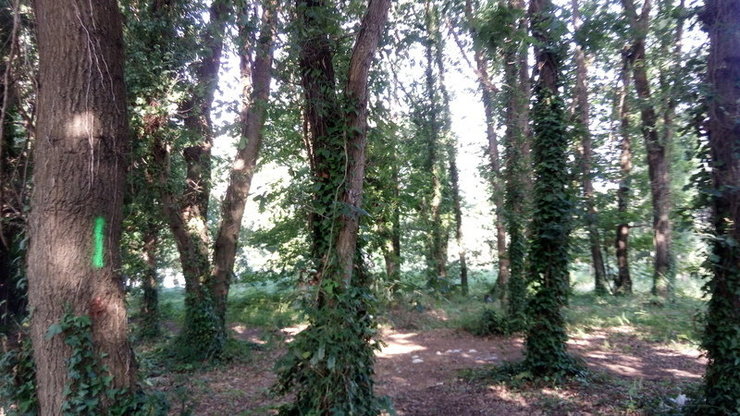 Bosque de Oleiros 