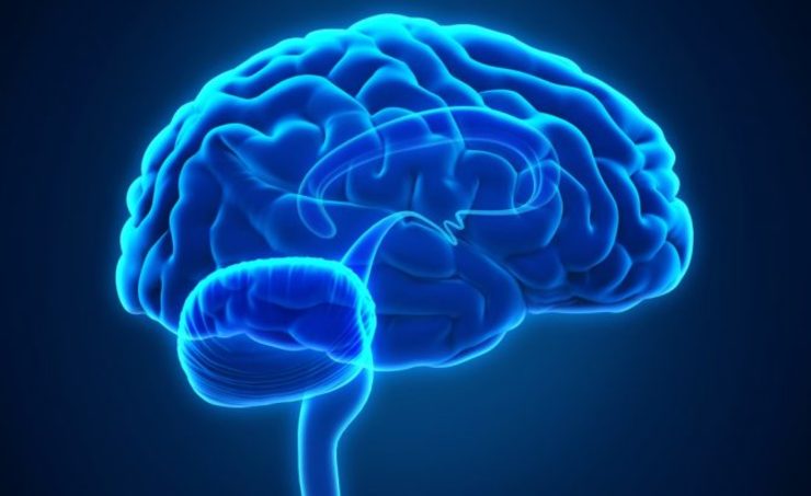 O cerebro humano / hipertextual