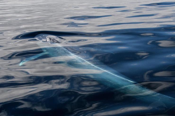 Balea azul en augas de Galicia 