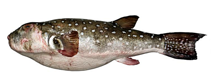 Peixe globo (Ephippion guttifer) 
