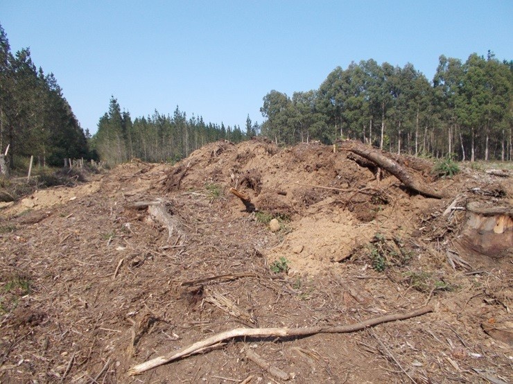 Mámoa destrozada en Friol por maquinaria pesada adicada á madeira / Patrimonio dos Ancares