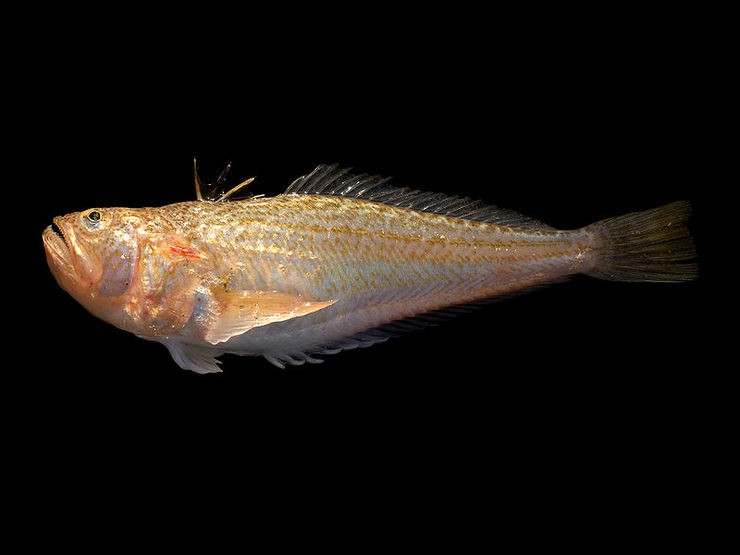 Faneca brava (Echiichthys vipera) 