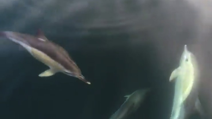 Golfiños sorprende na enseada de Corcubión / CEMMA.