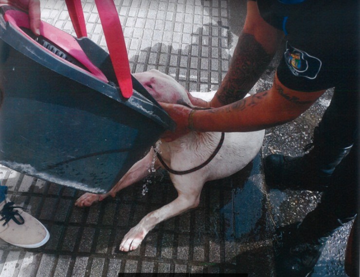 Can salvado en Vigo e que estivo a piques de morrer abafado / Policía local Vigo