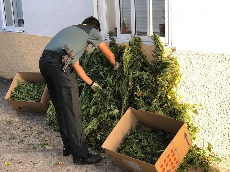 Plantas de marihuana incautadas a un veciño de Celanova. GUARDIA CIVIL 