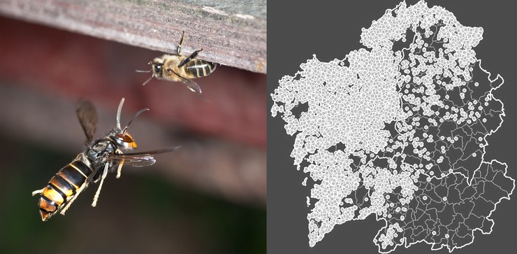 Avespa velutina fotografada por Danel Solabarrieta e localización dos niños en Galicia en 2017, mapa elaborado por Rodríguez-Flores, M.S., Seijo-Rodríguez, A., Escuredo, O. et al. J Pest Sci (2018).