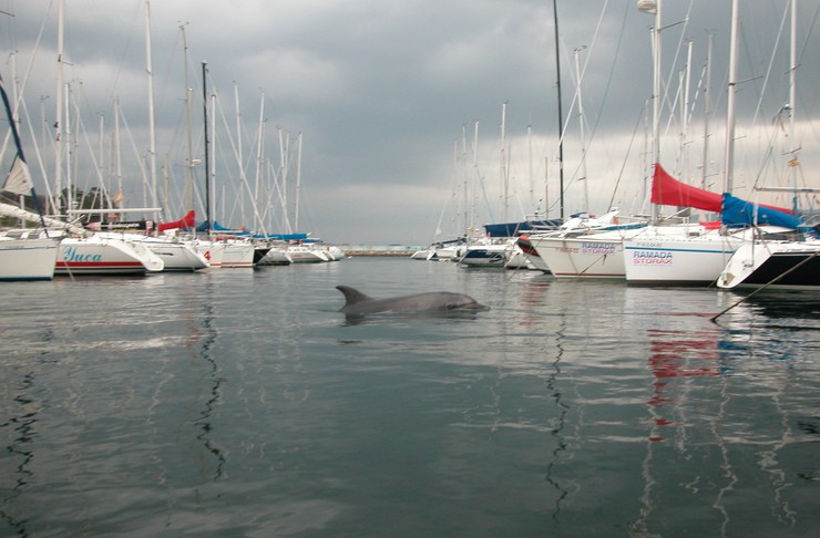 O arroaz Gaspar nun porto/ CEMMA