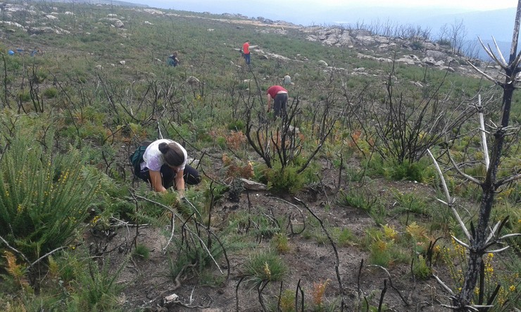 Unha brigada de voluntarios actúa para restaurar os montes de Tourón, en Melón / Amigos da Terra