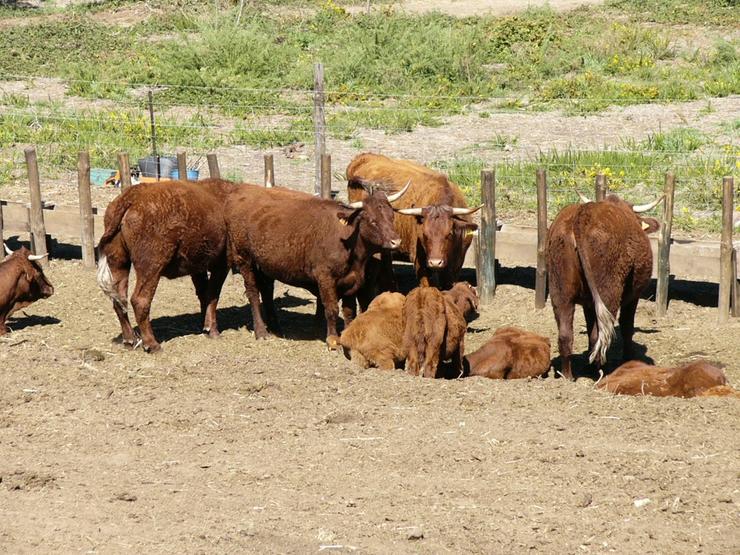 Vacas louras nun cercado ao aire libre nunha granxa de Ourense.. EUROPA PRESS - Arquivo / Europa Press