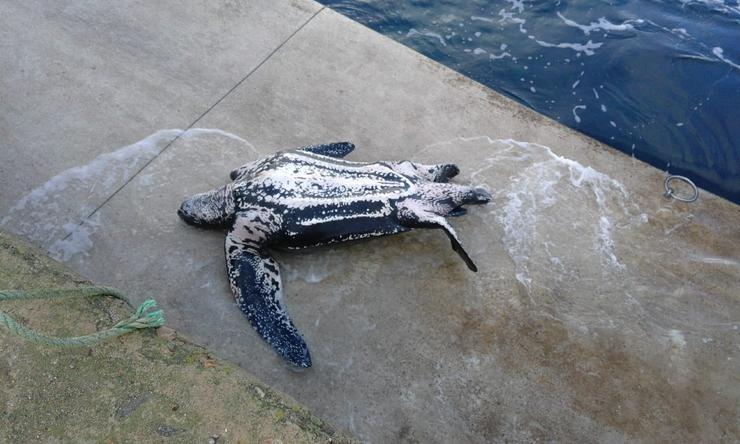Exemplar de tartaruga laúde varado no porto de Malpica (A Coruña) / Europa Press