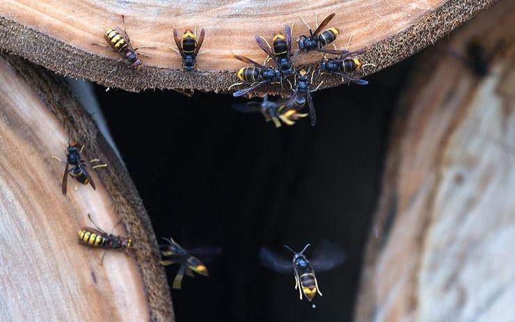 As velutinas alimentandose da sabia da corteza  duns eucaliptos © Miguel Nuñez