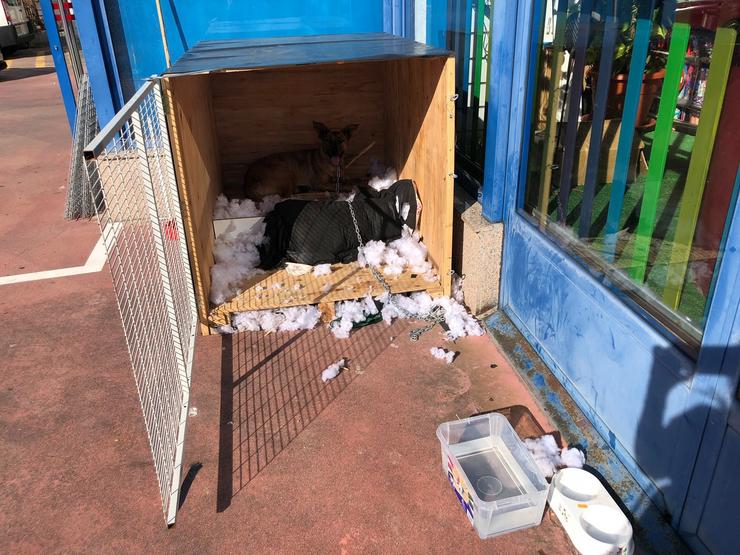 Animalistas denuncian a existencia dun can encadeado as 24 horas en Ourense.. LIBERA 