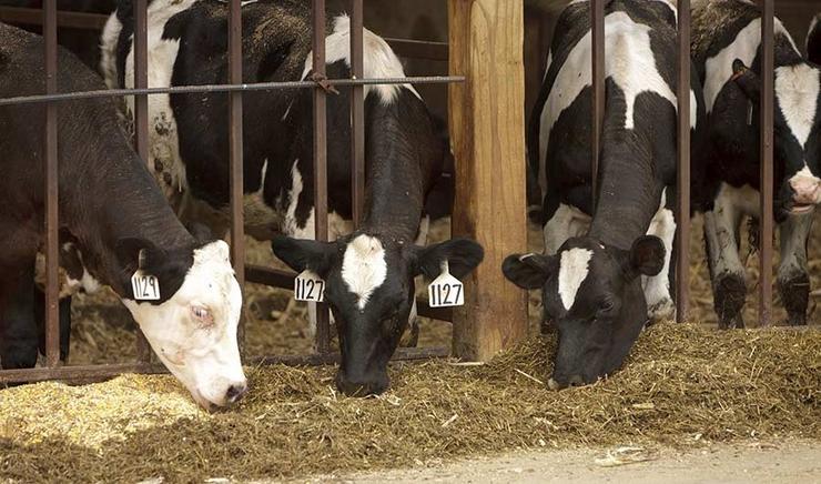 Vacas, fonte emisora de metano. FLICKR/UNITED SOYBEAN BOARD - Arquivo / Europa Press