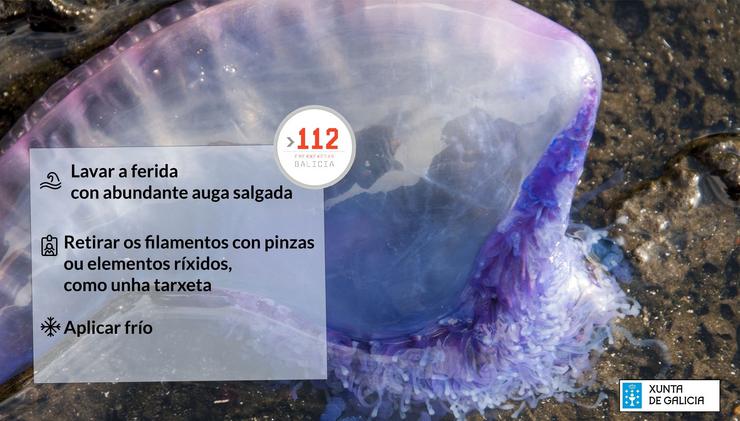 Aparecen carabelas portuguesas en tres praias do Grove (Pontevedra). 112 GALICIA / Europa Press