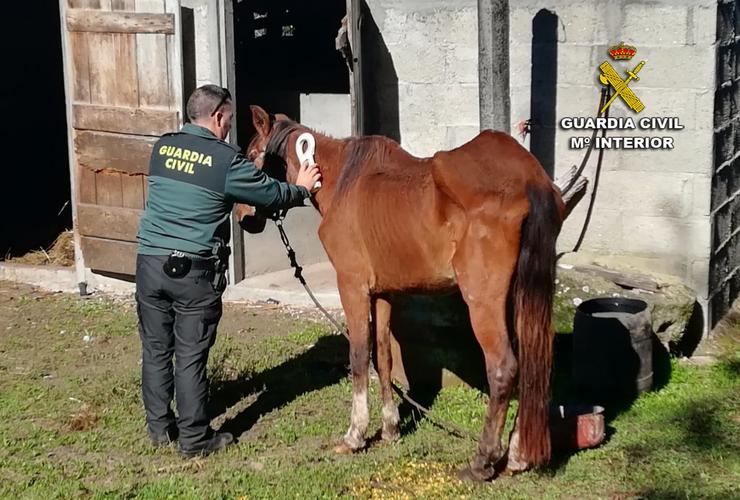 Denunciado un veciño pola 'desnutrición e falta de coidados' dunha egua en Silleda (Pontevedra).. GARDA CIVIL 