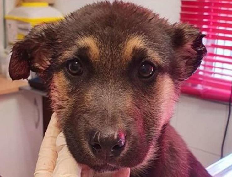 Cachorro de can ao que mutilaron as orellas.