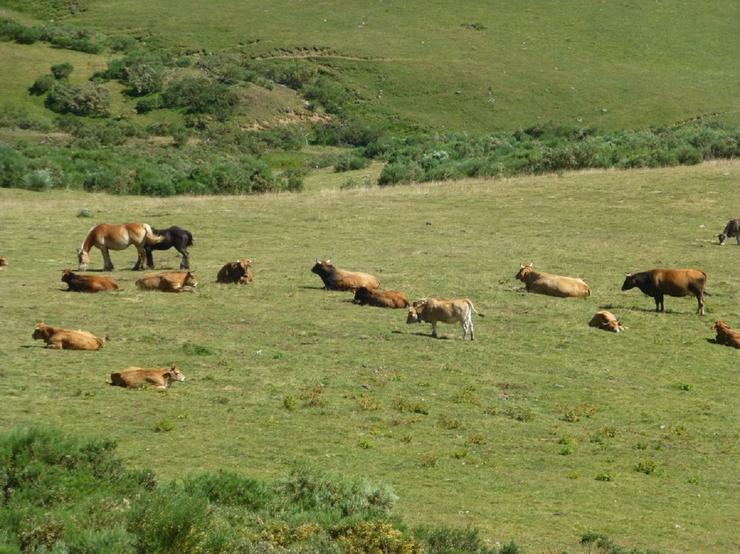 Un estudo analiza a relación entre a masa forestal e o gando de monte.. USC