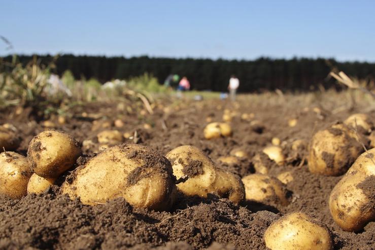 Patacas galegas nun campo de cultivo.. XUNTA - Arquivo