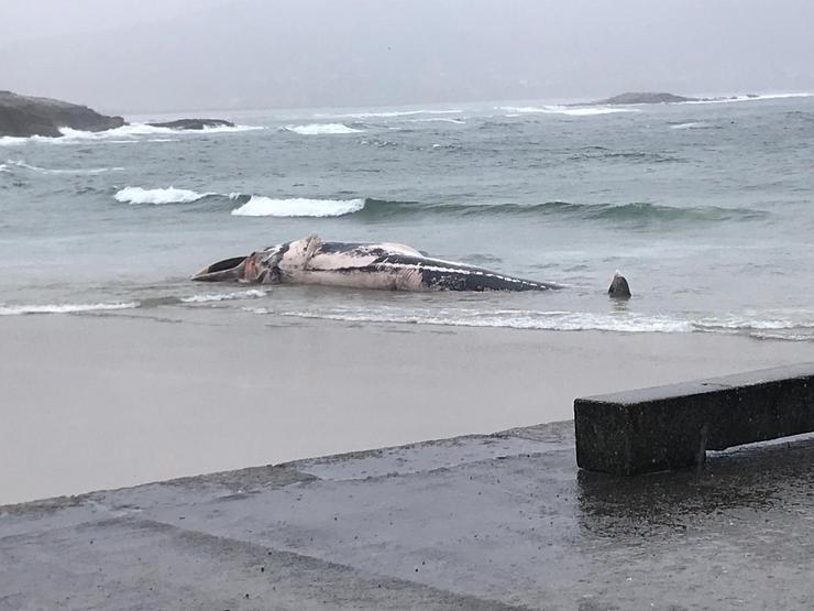 Exemplar macho de balea común achada na Praia de Balarés, en Ponteceso. CONCELLO 