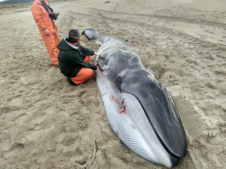 Cría de balea común morta tras varar na praia  / CEMMA.