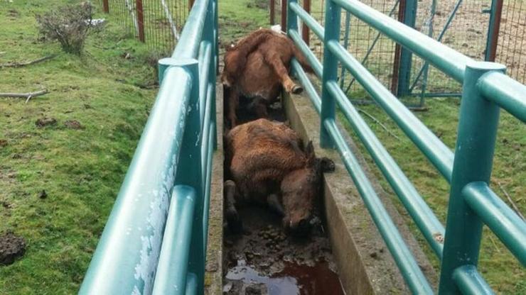 Cabalos mortos tras ser golpeados en Oia nun caso de maltrato animal 