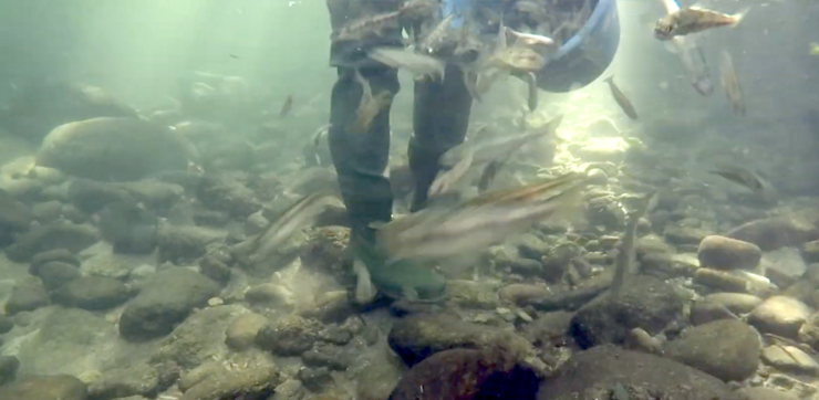 Solta de xuvenís de salmón no río Miño 