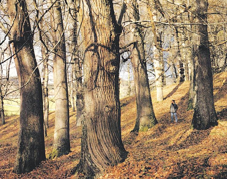 Castiñeiros da Fraga de  Catasós,  no municipio de Lalín (Pontevedra). Son os famosos castiñeiros de Quintela, considerados monumentos naturais / F.J. Viéitez, et al | Cuad. Soc. Esp. Cienc. For. 44(1) (2018) 51-60.