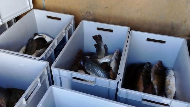O Club de Pesca Submarina Raspa colabora cunha 'gran cantidade de peixe' coa Fundación Amigos de Galicia. FUNDACIÓN AMIGOS DE GALICIA 