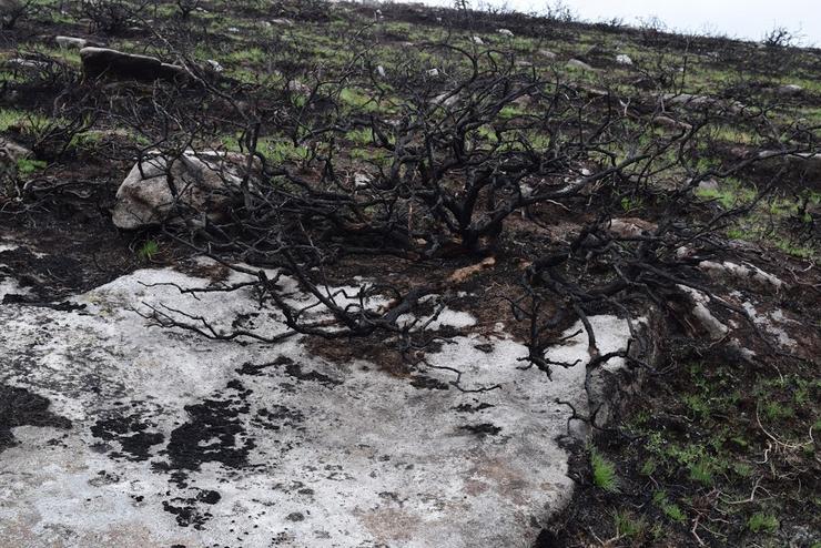 Petróglifo de Chao de Sinás, no Xistral, danado por unha queima controlada da Xunta / Mariña Patrimonio