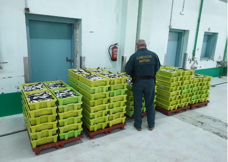 Pesca.- Intervidos máis de 2.000 quilos de sardiña en Carballo sen a etiquetaxe que garanta a súa rastrexabilidade. GARDA CIVIL / Europa Press
