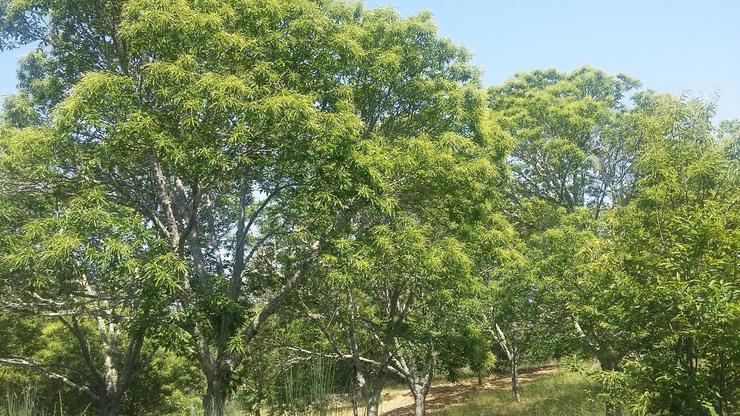 Castiñeiros de Vilardevós dunha parcela da empresa Auriensis Selectum. CEDIDA