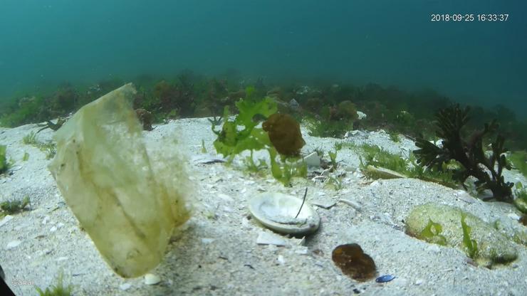 Contaminación dos fondos mariños. FUNDACIÓN GLOBAL NATURE