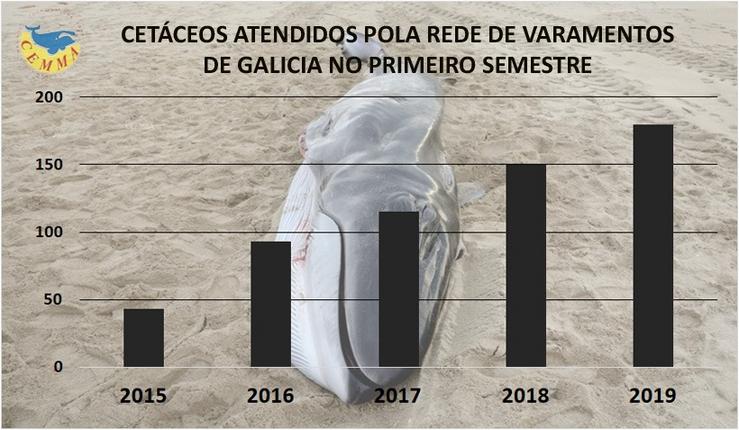 Evolución do número de cetáceos varados na costa galega e atendidos pola Coordinadora para o Estudo dos Mamíferos Mariños no primeiro semestre de cada ano, entre 2015 e 2019 