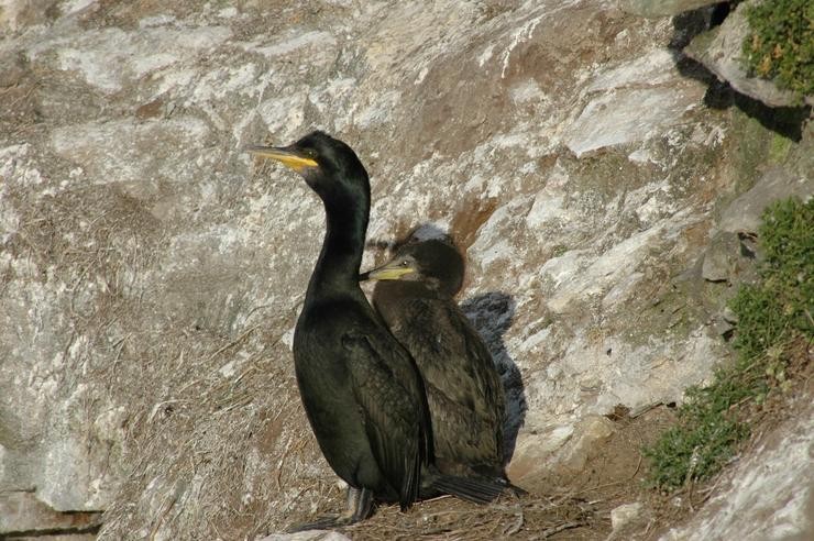 O Parque Nacional das Illas Atlánticas amplía o proxecto de seguimento do corvo mariño. XUNTA - Arquivo / Europa Press