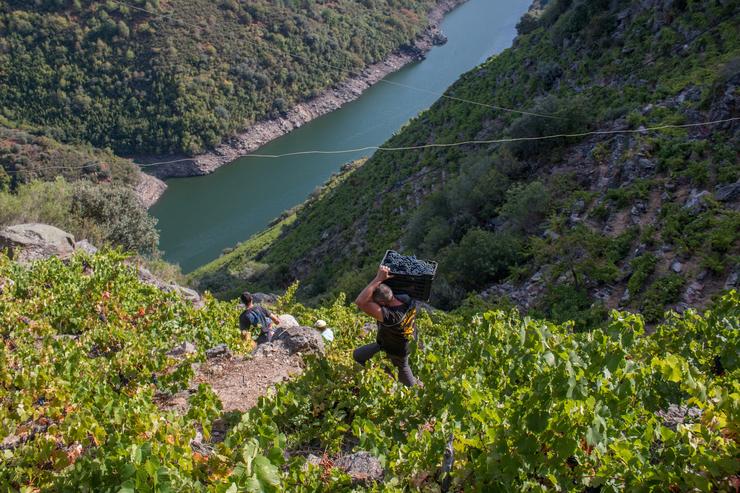 Vendima en Ribeira Sacra. DO RIBEIRA SACRA - Arquivo / Europa Press