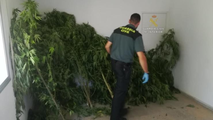 Investigada unha veciña de Tomiño (Pontevedra) por unha plantación de marihuana.. GARDA CIVIL 