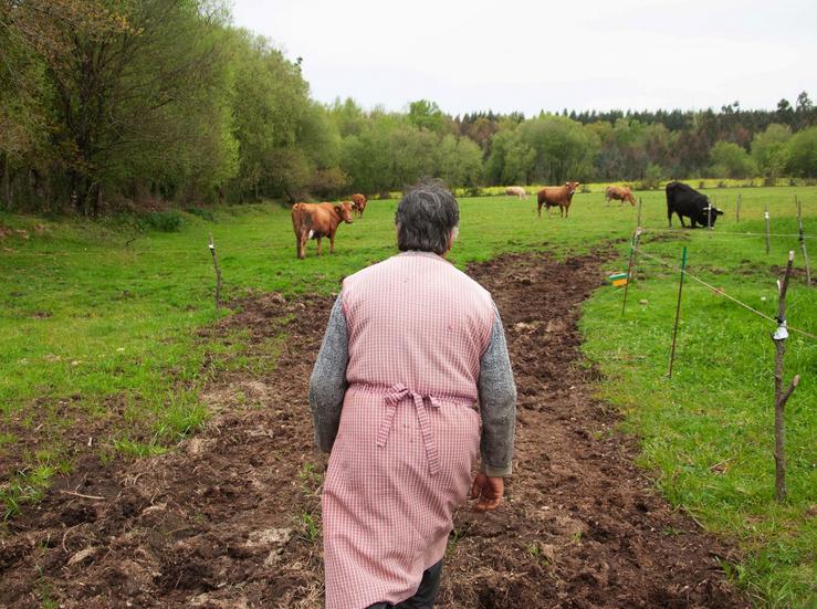 Muller recollendo as vacas 