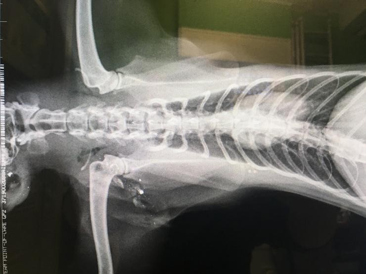 Radiografía do gato agredido presuntamente por un empresario redondelán