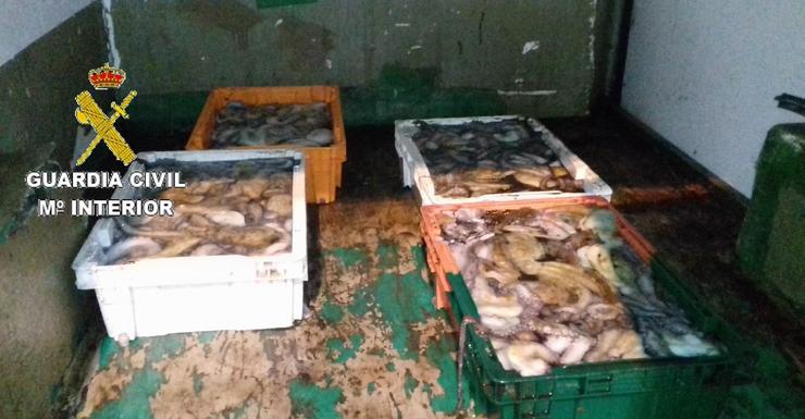 Intervidos 122 quilos de polbo no porto de Fisterra (A Coruña) por carecer de permiso de descarga.. GARDA CIVIL / Europa Press