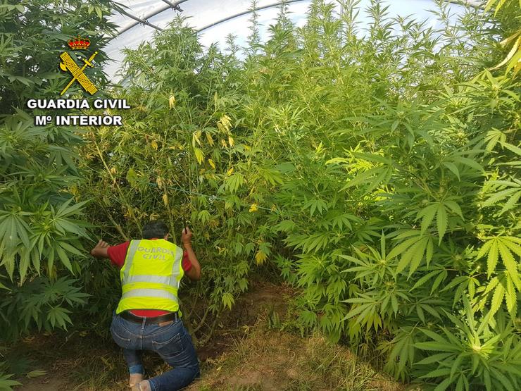 Investigados dous veciños da Guarda (Pontevedra) por unha plantación de marihuana intervida.. GARDA CIVIL / Europa Press