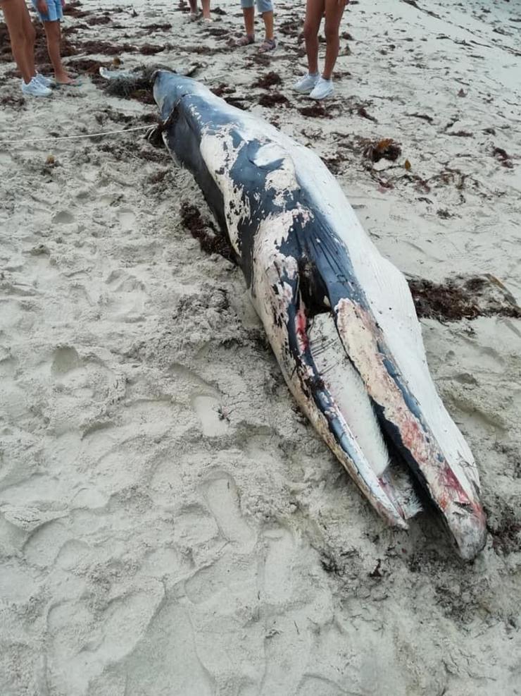 Balea morta na praia de Llas, Concello de Foz /  Coge3.
