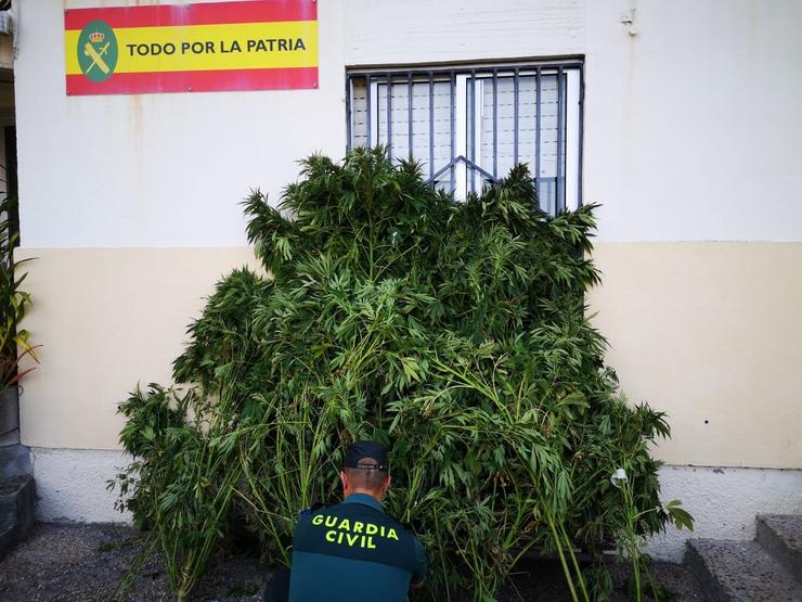 Investigado un veciño do Grove (Pontevedra) con antecedentes por unha plantación de marihuana intervida. GARDA CIVIL 