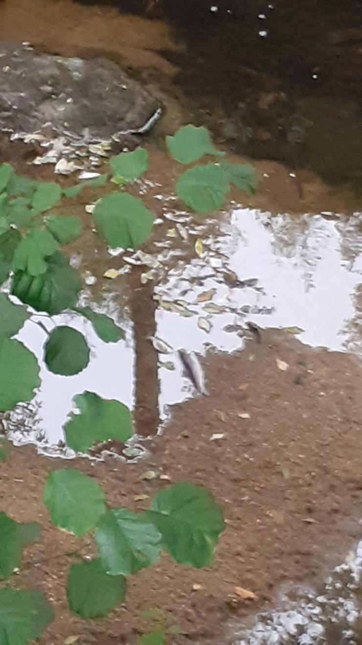 Contaminación do río Barbañica, en Ourense 